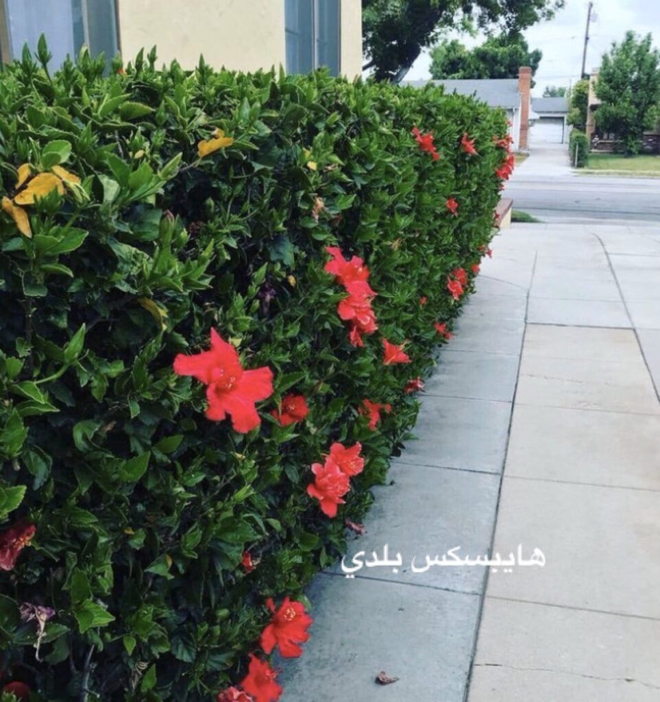 تصميم حدائق جدة