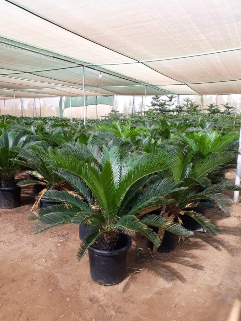 عشب طبيعي بالطائف