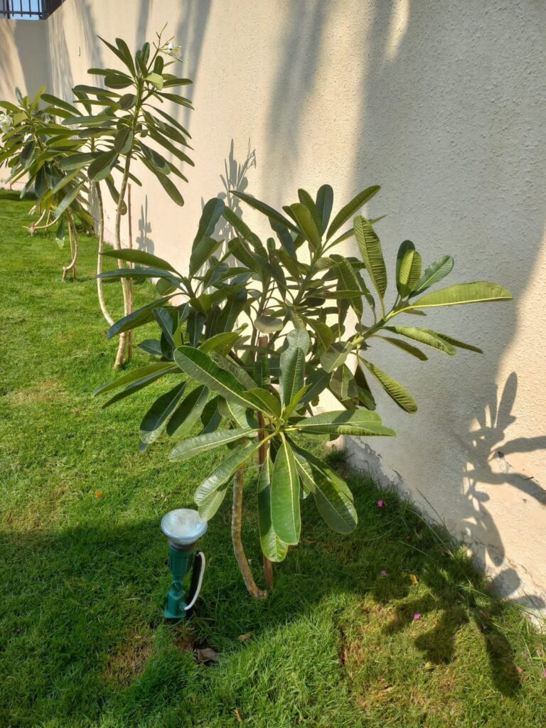 الفرق بين نجيلة صناعية الطائف ونجيلة طبيعية